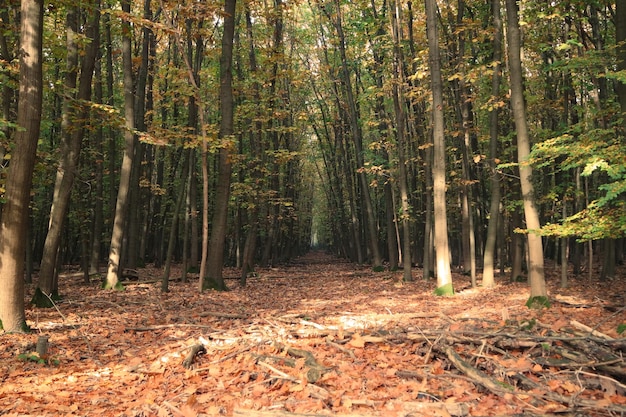 trees growing in forest