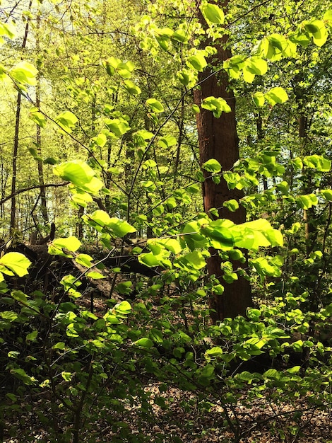 Photo trees growing in forest