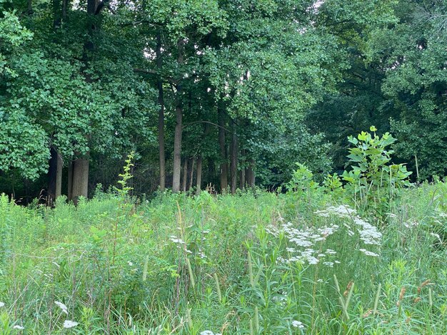 Photo trees growing in forest