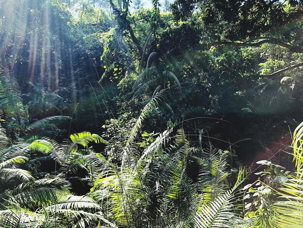 Photo trees growing in forest