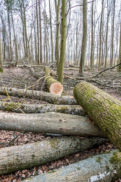 Foto alberi che crescono nella foresta