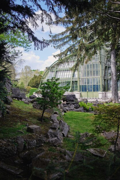 Foto alberi che crescono nella foresta