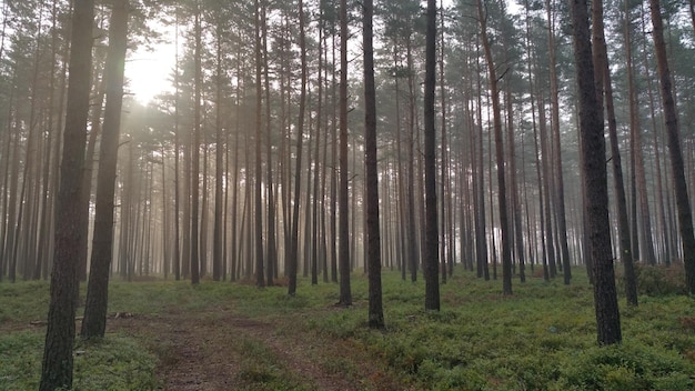 Деревья, растущие в лесу