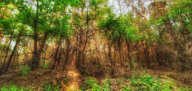 Trees growing in forest