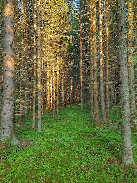 Foto alberi che crescono nella foresta