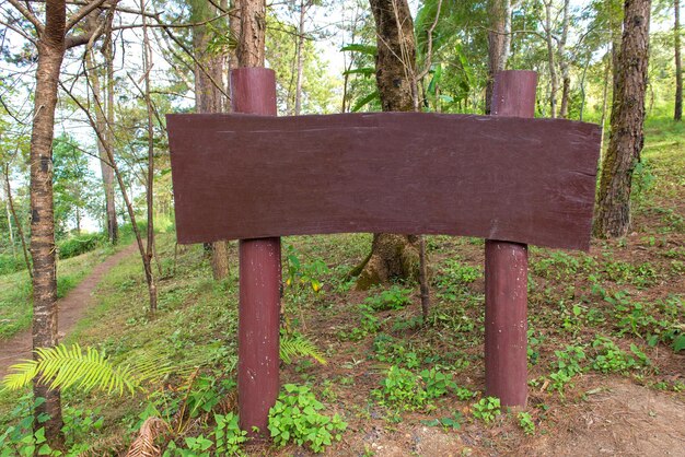 Foto alberi che crescono nella foresta