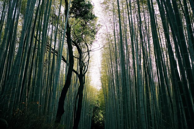 Trees growing in forest