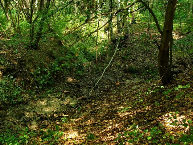 Trees growing in forest