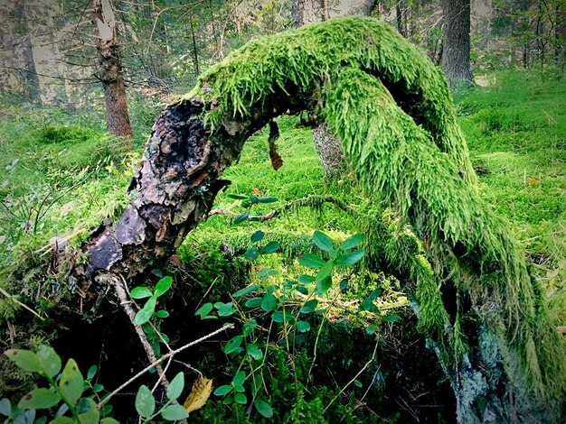 Foto alberi che crescono nella foresta