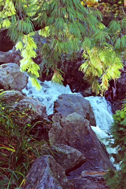 Foto alberi che crescono nella foresta