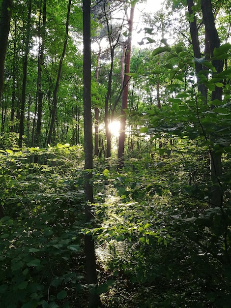 Trees growing in forest