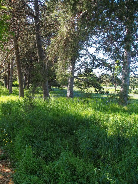 Foto alberi che crescono nella foresta