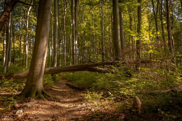 Trees growing in forest