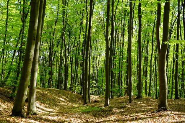 Foto alberi che crescono nella foresta