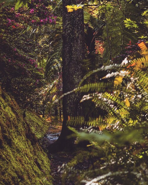 Photo trees growing in forest