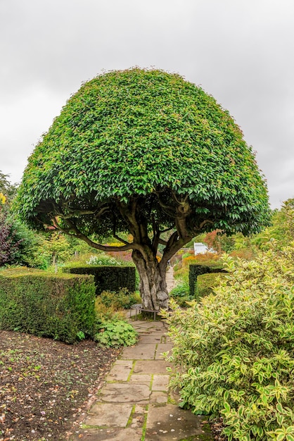 Foto gli alberi che crescono in giardino contro il cielo