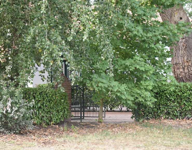 Photo trees growing in garden
