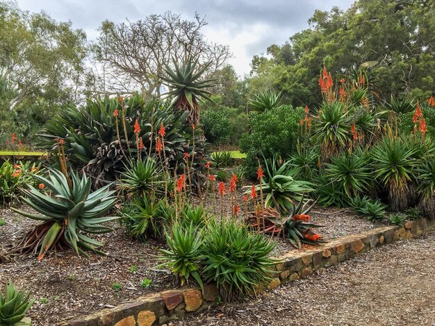 Photo trees growing in garden