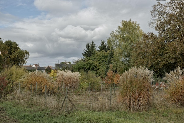 Photo trees growing on grassy field against cloudy sky