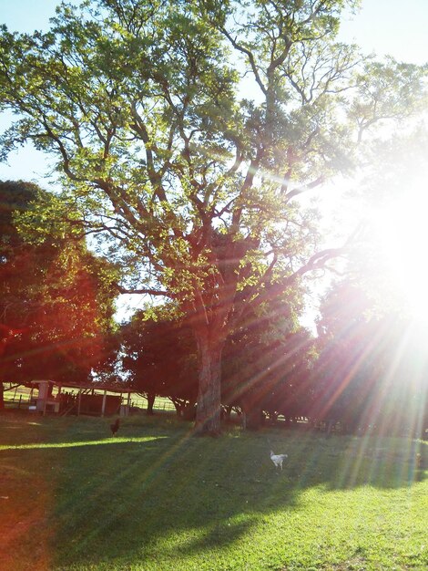 Photo trees growing on grassy field during sunny day