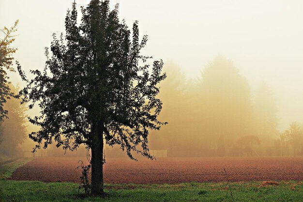 Photo trees growing on grassy field in foggy weather