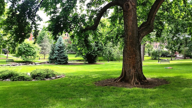 Foto alberi che crescono sul campo erboso del parco