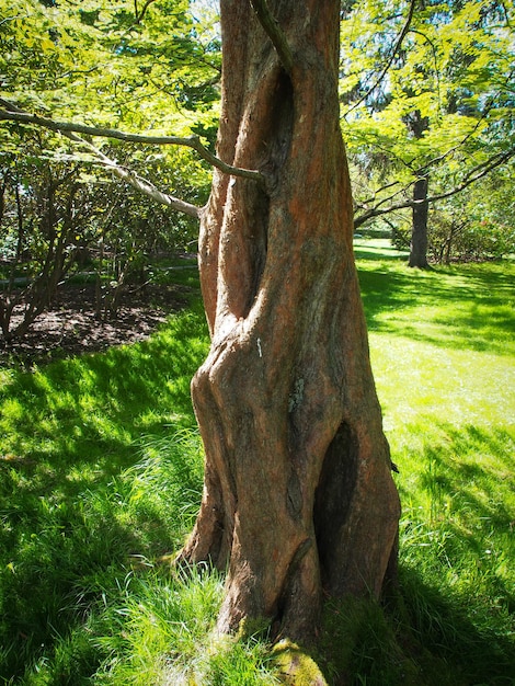 Foto alberi che crescono in un campo erboso