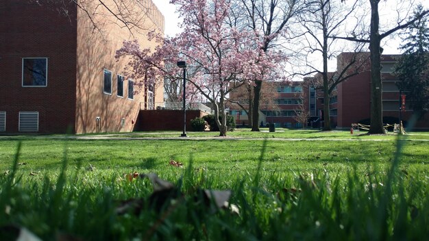 Photo trees growing on grassy field