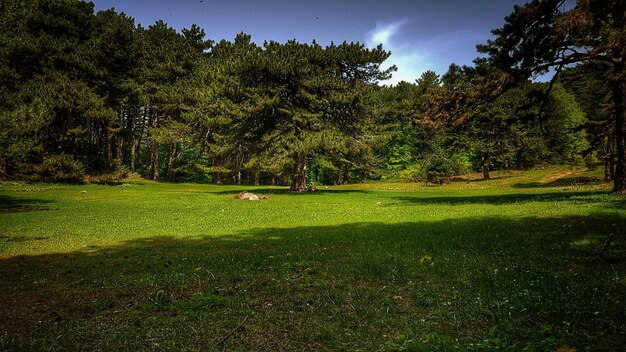 Trees growing on grassy field