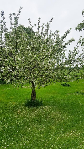 Trees growing on grassy field