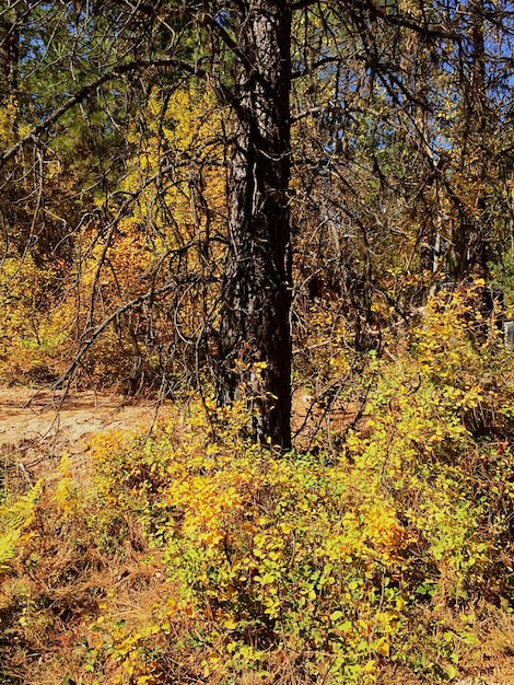 Photo trees growing on grassy field