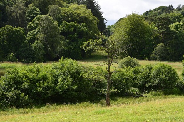 Trees growing on grassy field