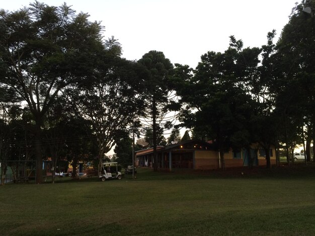 Trees growing on grassy field