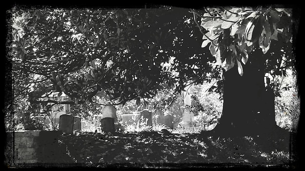 사진 묘지 에서 자라는 나무 들