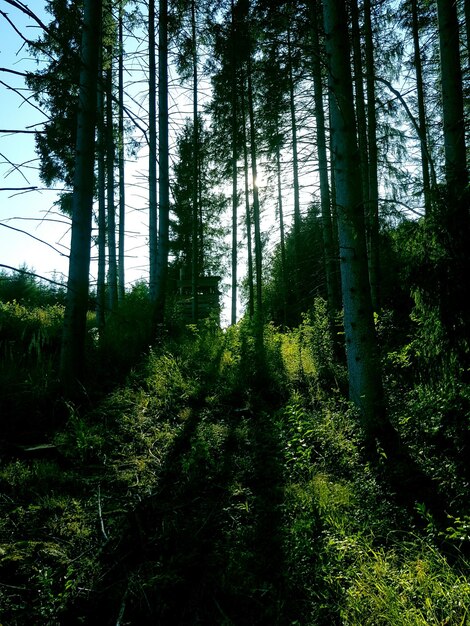 Фото Деревья растут в лесу на фоне неба