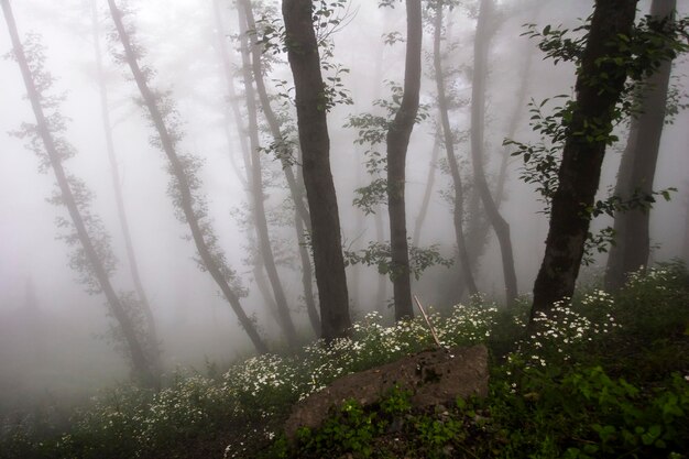 Фото Деревья, растущие в лесу