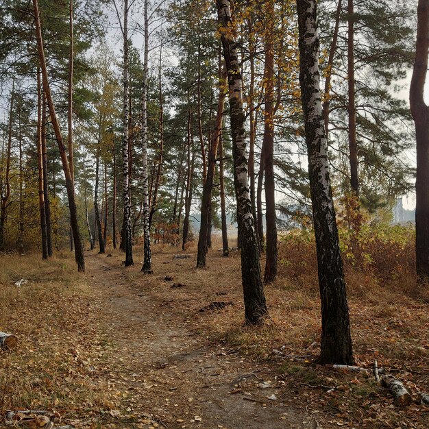 Фото Деревья, растущие в лесу