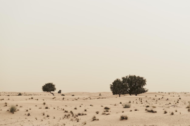사진 야생 사막에서 자라는 나무 자연 경관 모래 언덕과 사막 식물