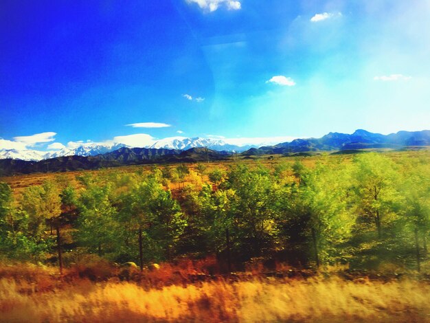 Foto alberi che crescono sul paesaggio contro il cielo blu