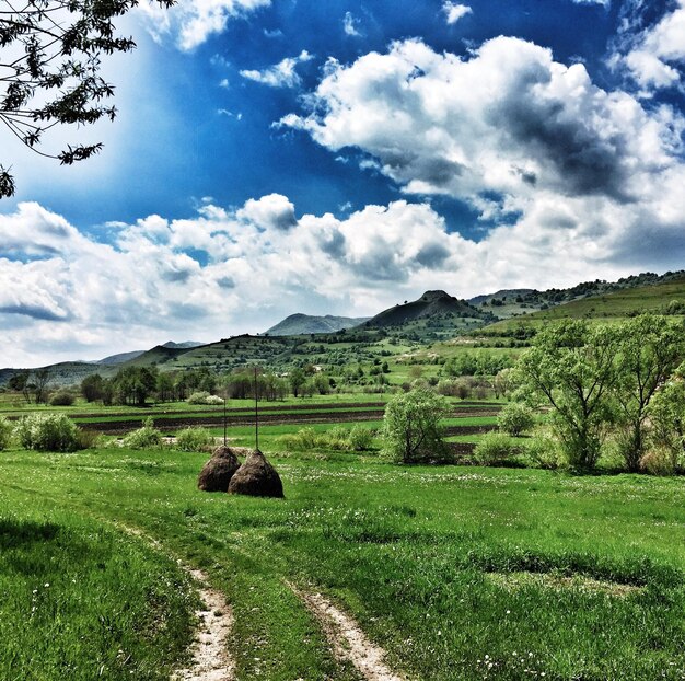 Trees growing on landscape against sky