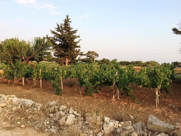 Trees growing on landscape