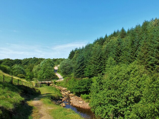 Trees growing on landscape