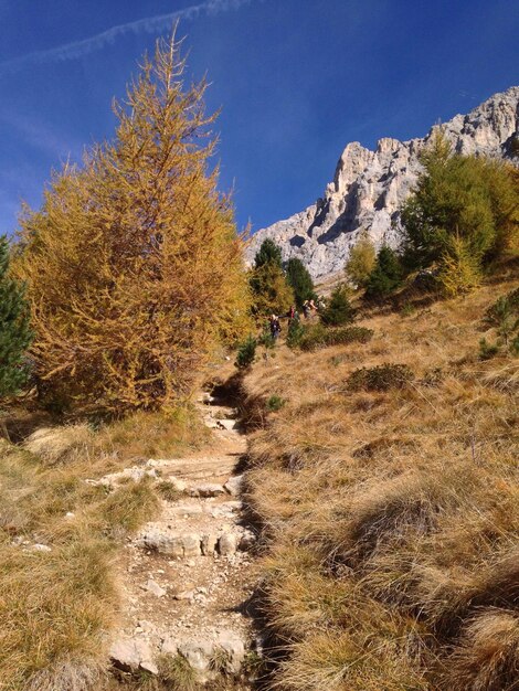 Trees growing on mountain against sky