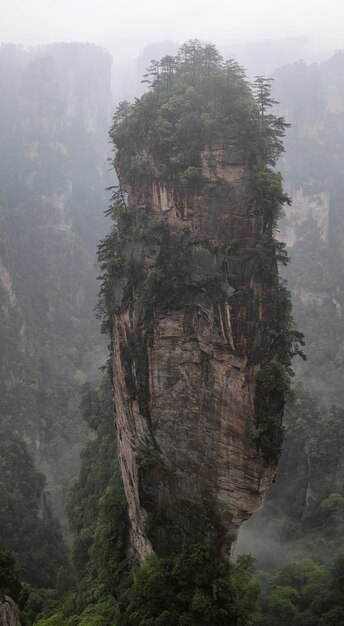 Photo trees growing on mountain