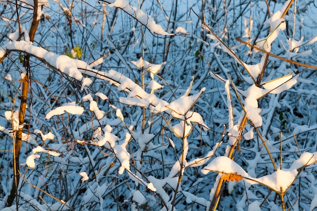 Foto gli alberi che crescono in natura in inverno, i rami sono coperti di neve dopo l'ultima nevicata, stagione autunnale, ora del tramonto, piccola profondità di campo