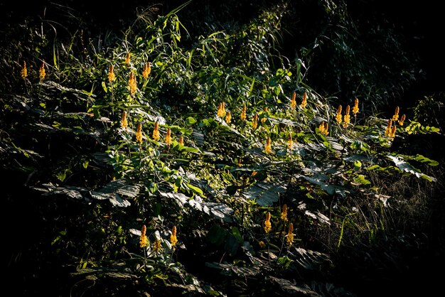 Photo trees growing at night