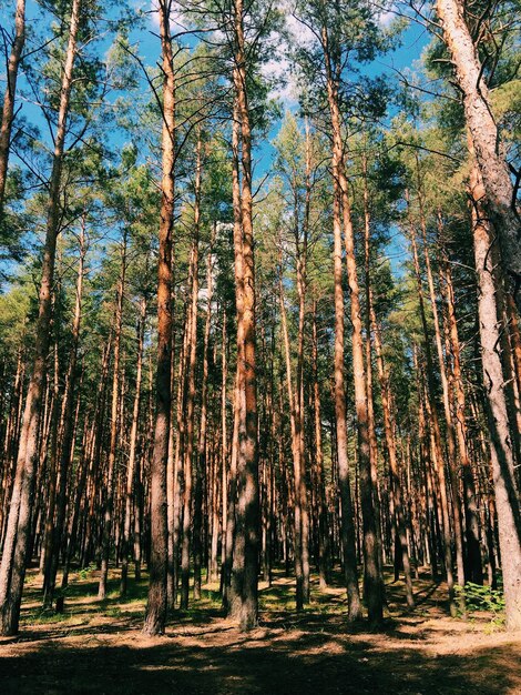 Фото Деревья растут на поле в лесу