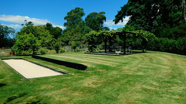 写真 公園の畑で育つ木