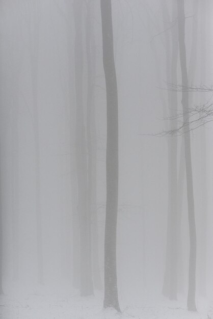 Photo trees growing outdoors during foggy weather