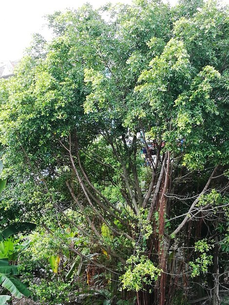 Trees growing outdoors